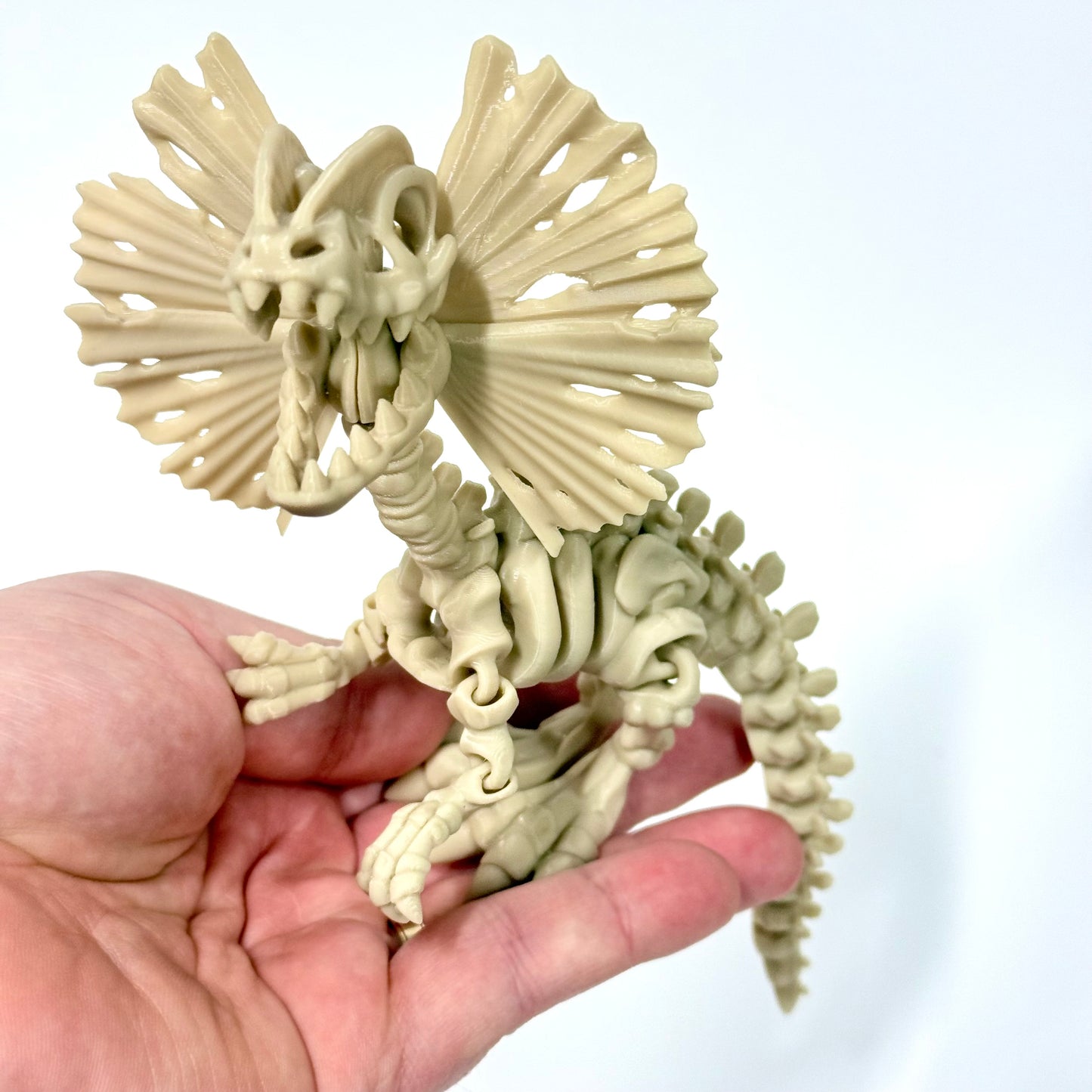 Skeleton Dilophosaurus | 3D Printed Articulated Dinosaur Skeleton Figure